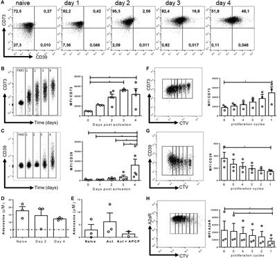 CD73 Ectonucleotidase Restrains CD8+ T Cell Metabolic Fitness and Anti-tumoral Activity